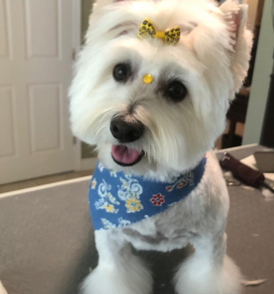 pet grooming in Port St Lucie