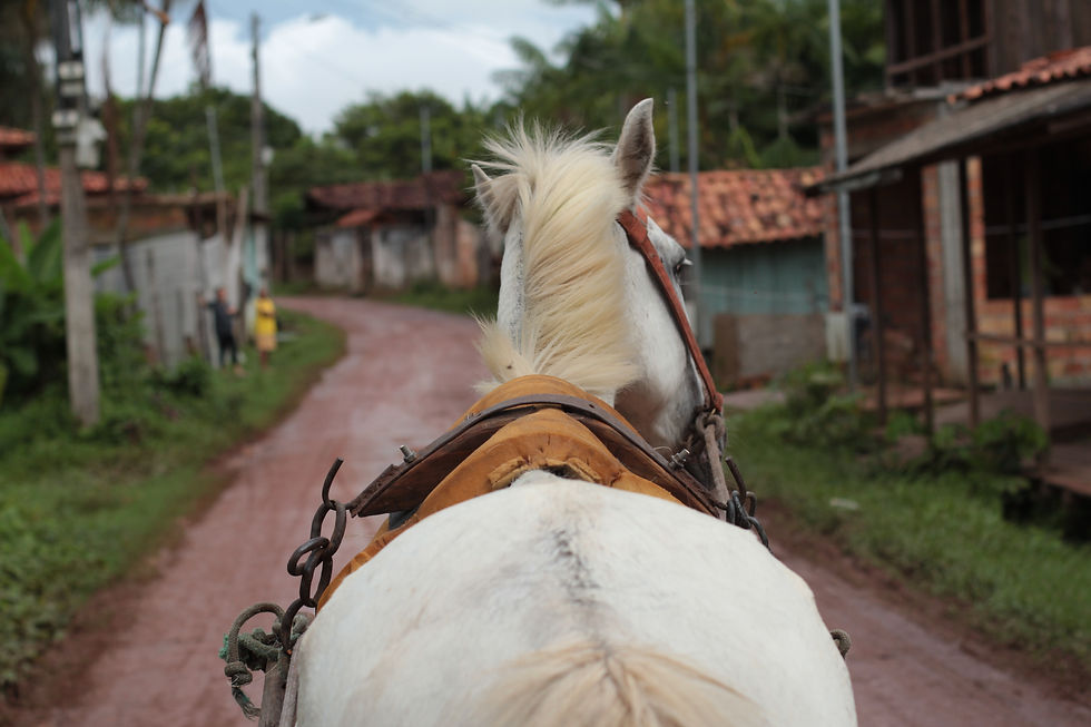 Cotijuba