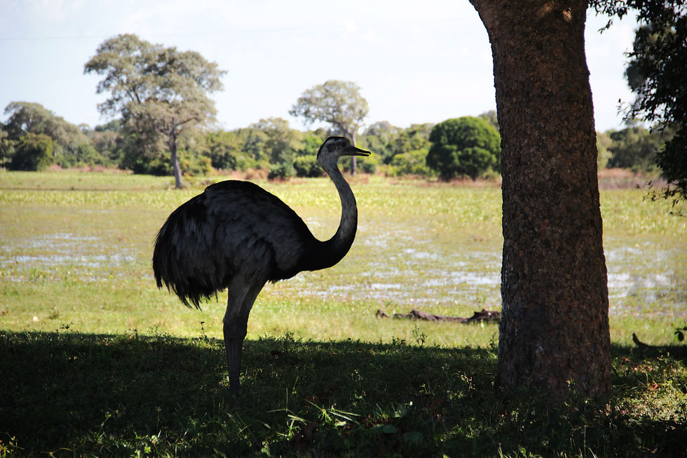 Pantanal