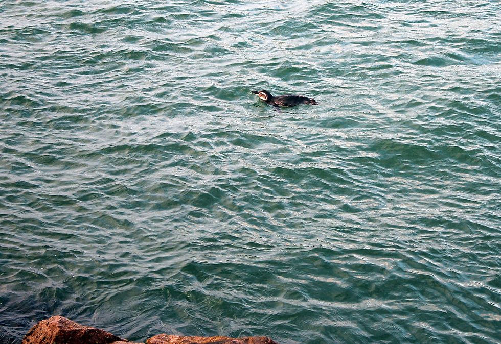 Pinguim em Barra da Lagoa