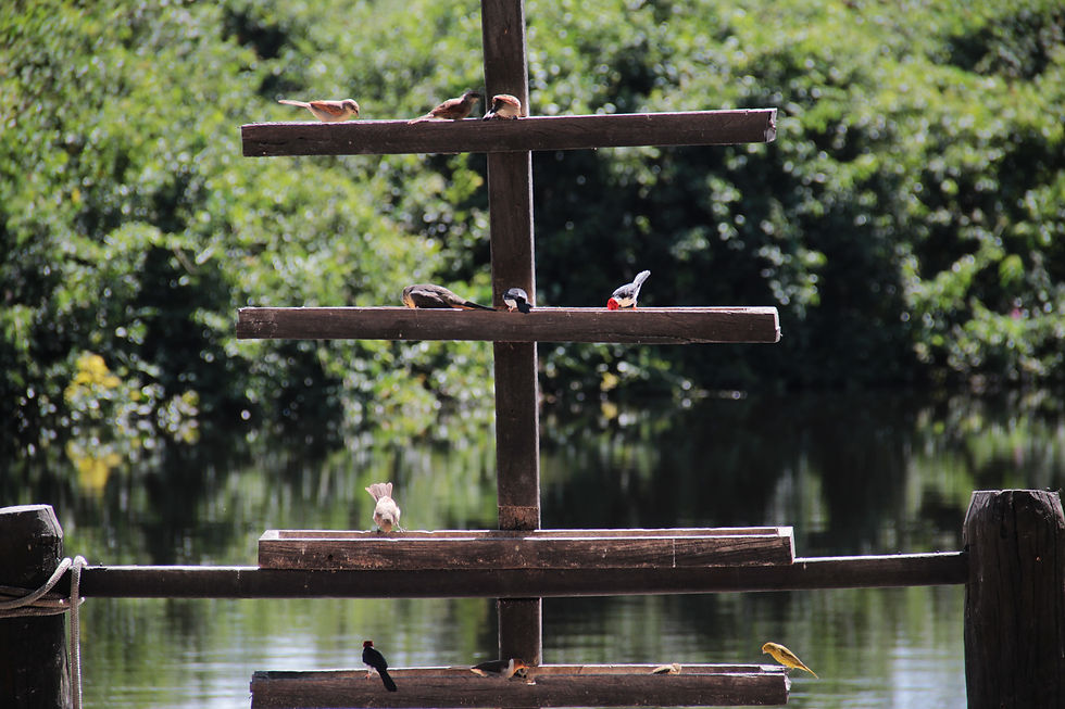 Pantanal