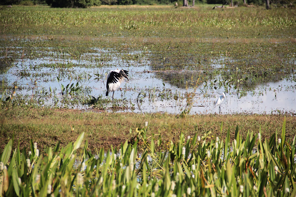 Pantanal