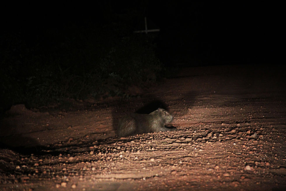 Capivara no meio da Transpantaneira