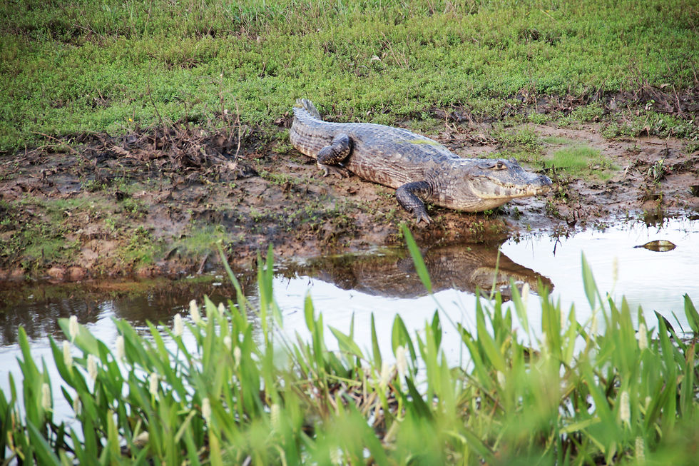 Pantanal