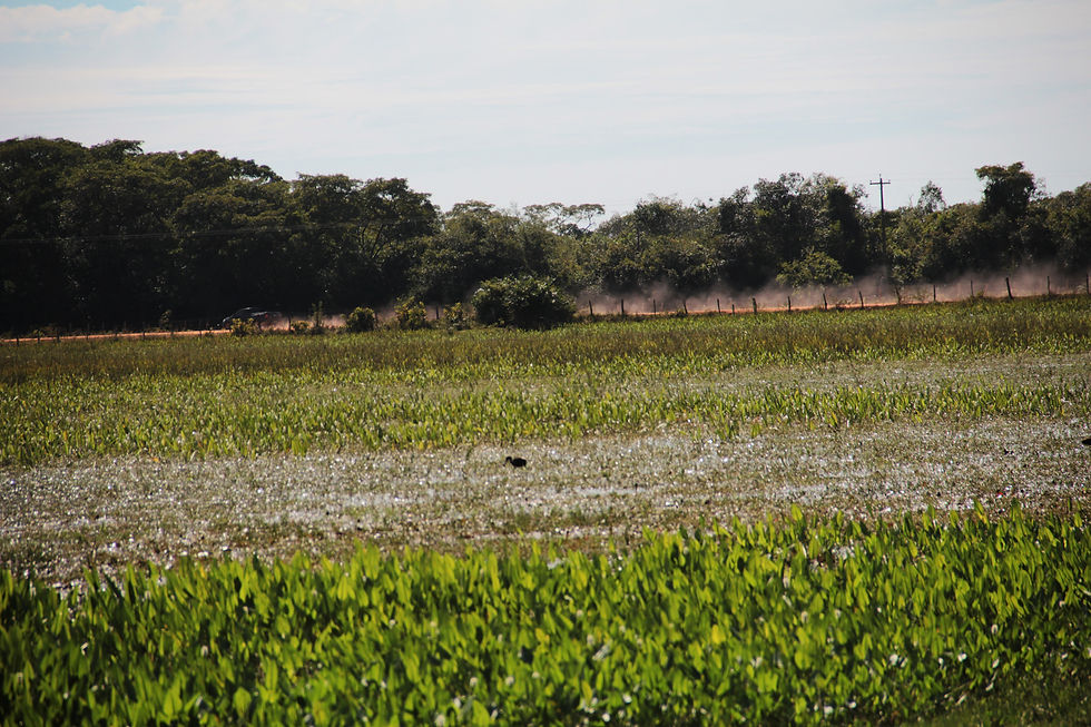 Pantanal