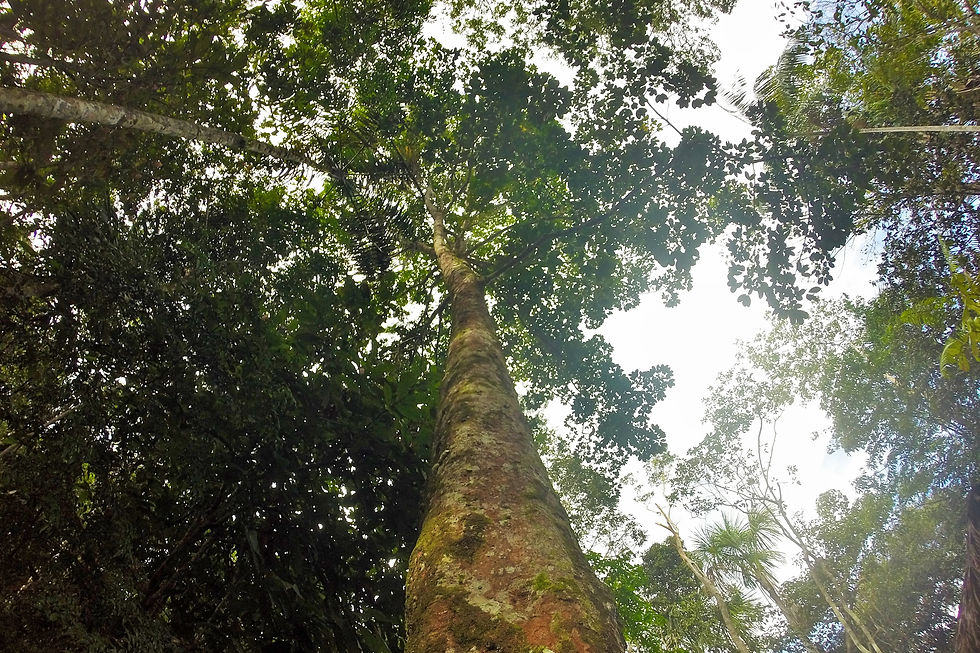Seringueira no Museu do Seringal