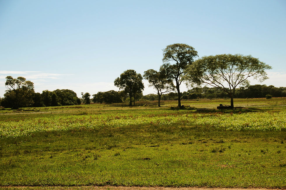 Pantanal