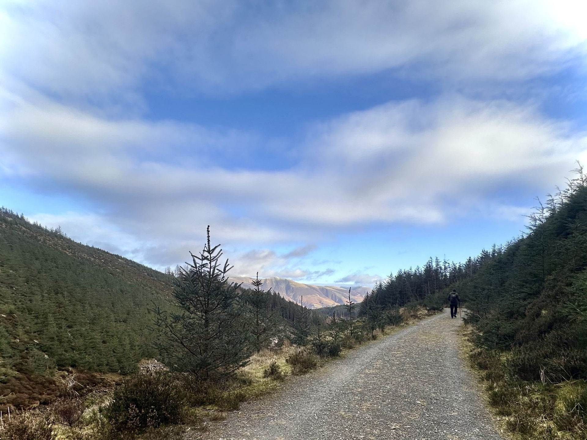 A stunning image taken by Jane of a gravelled path with forest on either side. Large pines loom and the sky is blue and cloudy.