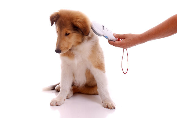 Changes in Microchipping laws for dogs