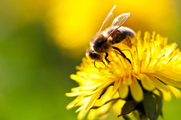 Gardening tips for green fingers