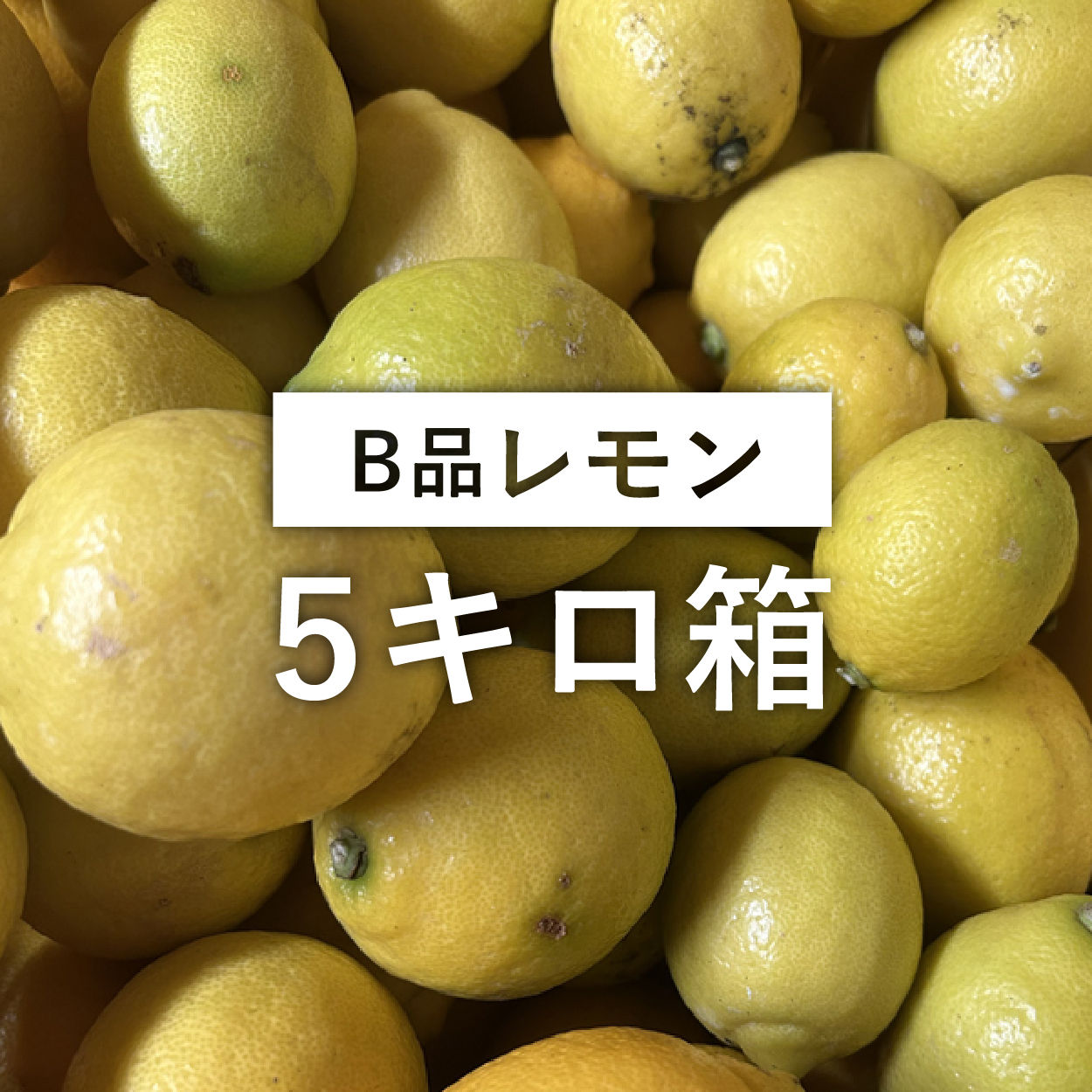 レモン【B品】5キロ箱