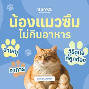 แมวซึมไม่กินอาหาร สาเหตุ วิธีสังเกต และแนวทางแก้ไขอย่างถูกต้อง