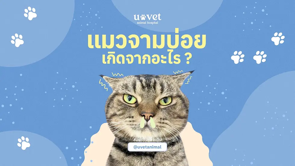 แมวจามบ่อย ผิดปกติหรือแค่ระคายเคือง? เรื่องที่ทาสแมวควรรู้ให้ลึกกว่าเดิม