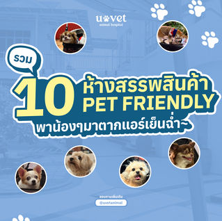 10 ห้าง Pet friendly ในกรุงเทพฯ พาสัตว์เลี้ยงเข้าได้ เที่ยวได้สบายใจ