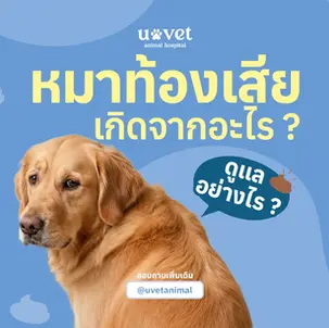 หมาท้องเสีย สาเหตุ อาการ และวิธีดูแลอย่างถูกต้องและปลอดภัย