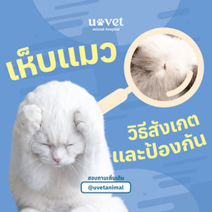 เห็บแมว อันตรายแค่ไหน? วิธีสังเกต กำจัด และป้องกันเห็บในแมวอย่างถูกต้อง