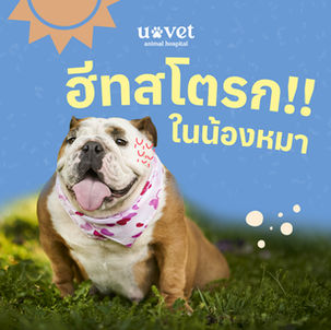 อาการฮีทสโตรก สุนัข สังเกตยังไง? รู้เร็ว ช่วยได้ทัน