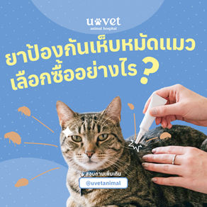 ยาป้องกันเห็บหมัดแมว คืออะไร? วิธีเลือกยาป้องกันเห็บหมัดแมวให้ปลอดภัยและได้ผล