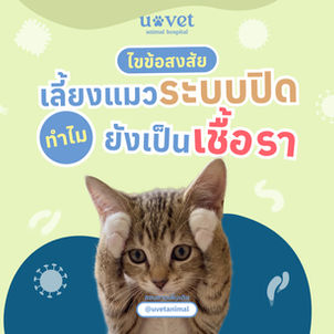 แมวเลี้ยงระบบปิด ทำไมยังเป็นเชื้อรา? ไขข้อสงสัยที่ทาสแมวต้องรู้