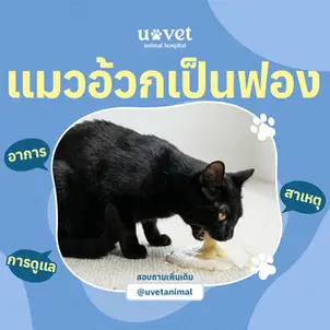 แมวอ้วกเป็นฟอง สัญญาณสุขภาพที่เจ้าของแมวควรเข้าใจให้ถูกต้อง