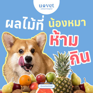 ผลไม้ที่สุนัขห้ามกิน และความเสี่ยงต่อสุขภาพที่เจ้าของควรรู้