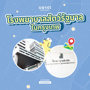 โรงพยาบาลสัตว์ของรัฐบาลที่อยู่ใน กทม อยู่ที่ไหนบ้าง? รวมข้อมูลครบ พร้อมวิธีเลือกใช้บริการ