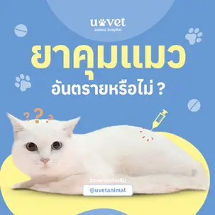ยาคุมแมว อันตรายไหม? เปิดข้อมูลสำคัญที่ควรรู้ก่อนตัดสินใจใช้