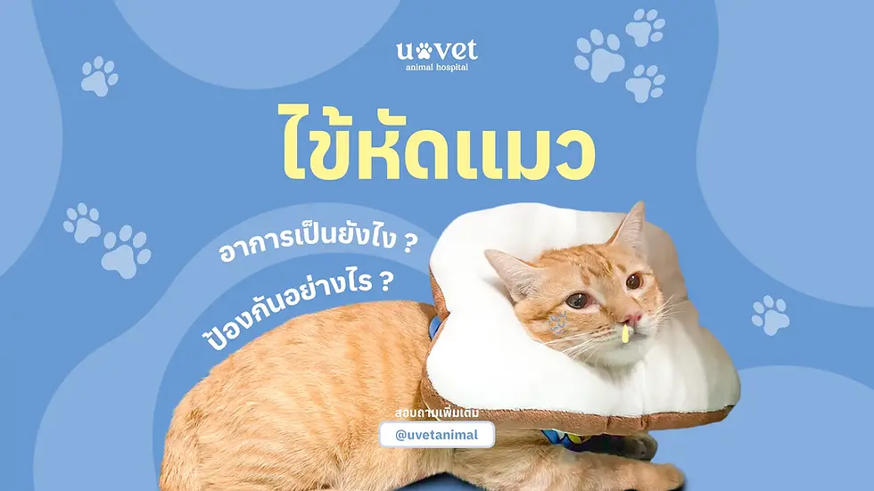 ไข้หัดแมวอาการเป็นอย่างไร? รู้ให้ทันก่อนโรครุนแรงถึงชีวิต