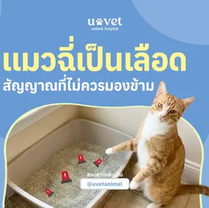 แมวฉี่เป็นเลือด สัญญาณเตือนที่ไม่ควรมองข้าม