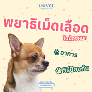 พยาธิเม็ดเลือดในสุนัข ภัยเงียบที่คนรักสุนัขต้องรู้ วิธีสังเกต รักษา และป้องกันให้ทันเวลา