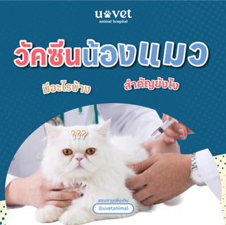 รวมทุกเรื่องเกี่ยวกับ วัคซีนแมว มีกี่ชนิด? พร้อมตารางฉีดวัคซีนครบทุกช่วงวัย