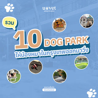 รวม 10 Dog park กรุงเทพ ที่พาน้องหมาไปวิ่งเล่นได้จริง