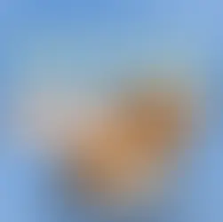 ทำไมหมาอ้วก? รวมสาเหตุ อาการเตือน วิธีดูแล และวิธีป้องกันที่เจ้าของควรรู้