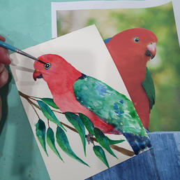King parrot watercolour paint n sip