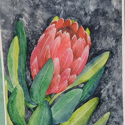 Watercolour protea