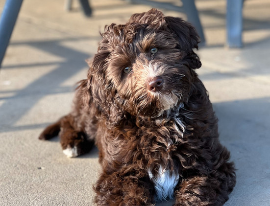Adelaide Labradoodle, Labradoodles SA, Labradoodle, Rockford Labradoodle, Labradoodle puppy