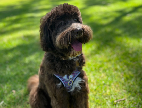 Adelaide Labradoodle, Labradoodles SA, Labradoodle, Rockford Labradoodle, Labradoodle puppy