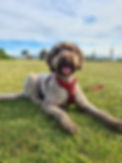 Adelaide Labradoodle, Labradoodles SA, Labradoodle, Rockford Labradoodle, Labradoodle puppy