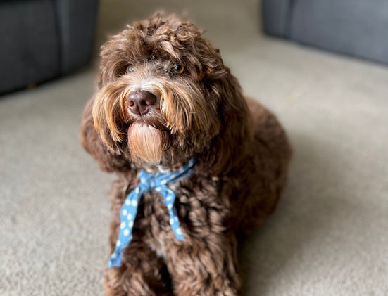 Adelaide Labradoodle, Labradoodles SA, Labradoodle, Rockford Labradoodle, Labradoodle puppy