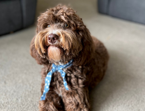 Adelaide Labradoodle, Labradoodles SA, Labradoodle, Rockford Labradoodle, Labradoodle puppy