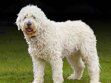 Adelaide Labradoodle, Labradoodles SA, Labradoodle, Rockford Labradoodle, Labradoodle puppy, Wool Coat Labradoodle