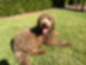 Adelaide Labradoodle, Labradoodles SA, Labradoodle, Rockford Labradoodle, Labradoodle puppy, Multi Gen Labradoodle