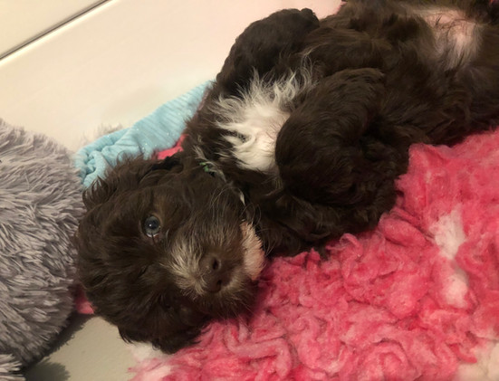 Adelaide Labradoodle, Labradoodles SA, Labradoodle, Rockford Labradoodle, Labradoodle puppy