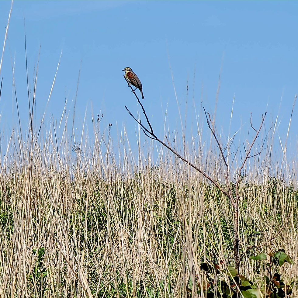 Pollinator Bird, photograph, 2024