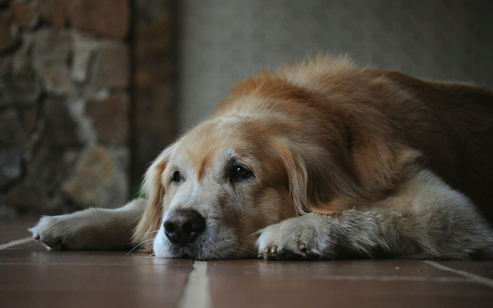 Signs Your Senior Dog Is in Pain (and What You Can Do)