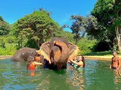 Elephant Experience