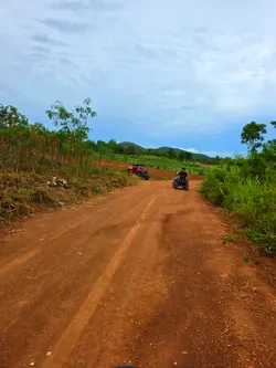 Jungle View