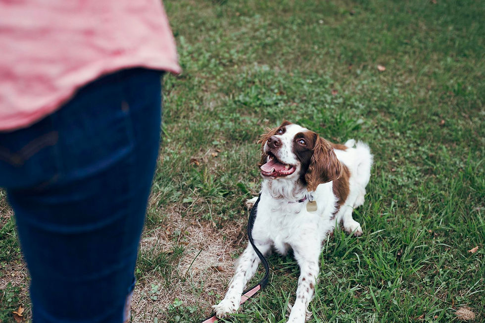 How Physiotherapy Helps Dogs Recover After Surgery