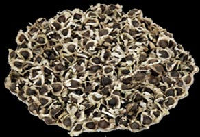Thumbnail: 100 Moringa Seeds