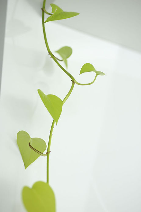 CPC-Leaf-5.JPG